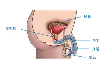 男性保守治疗前列腺炎有哪些