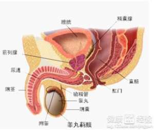 什么原因引起包皮过长